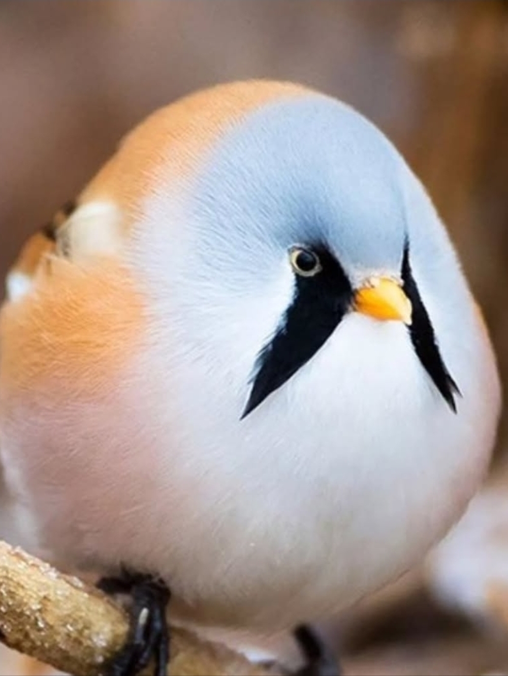 Meet your Posher, Jayne